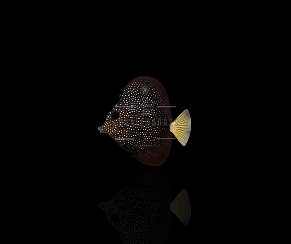 Zebrasoma Gemmantum